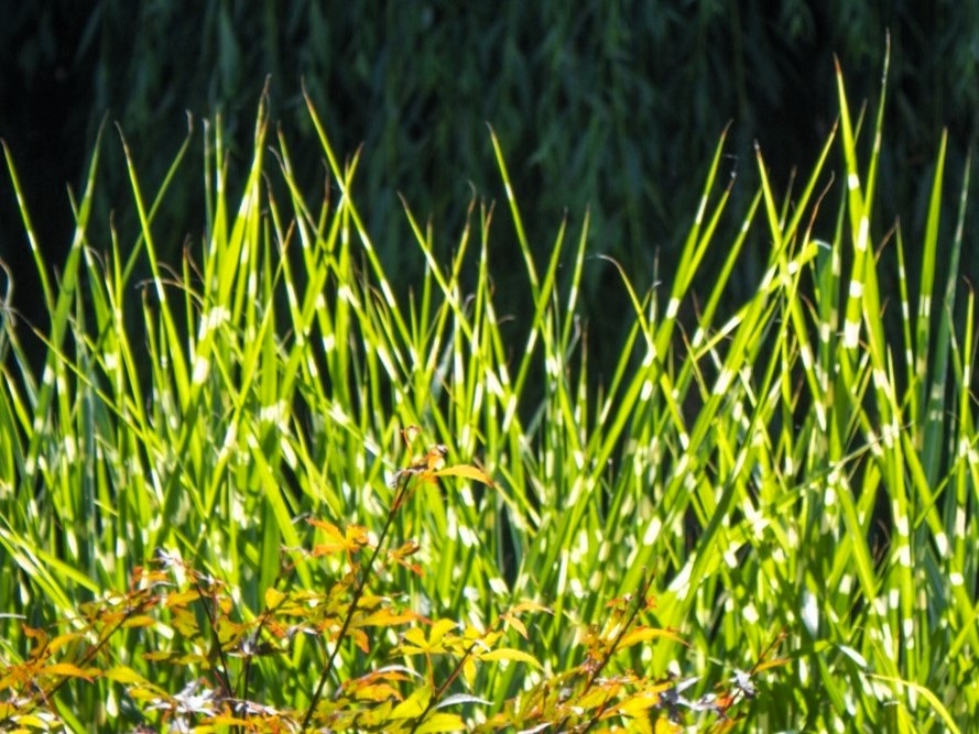 Ukázka realizované zahrady